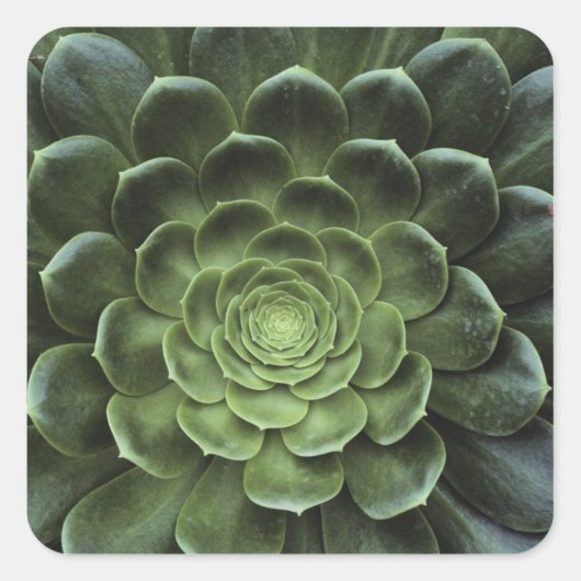 サボテンの中心 スクエアシール (正面)