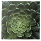 サボテンの中心 タイル (正面)