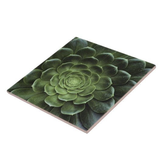 サボテンの中心 タイル (側面)