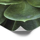 サボテンの中心 ポスター (角)