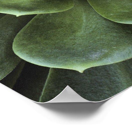 サボテンの中心 ポスター (角)