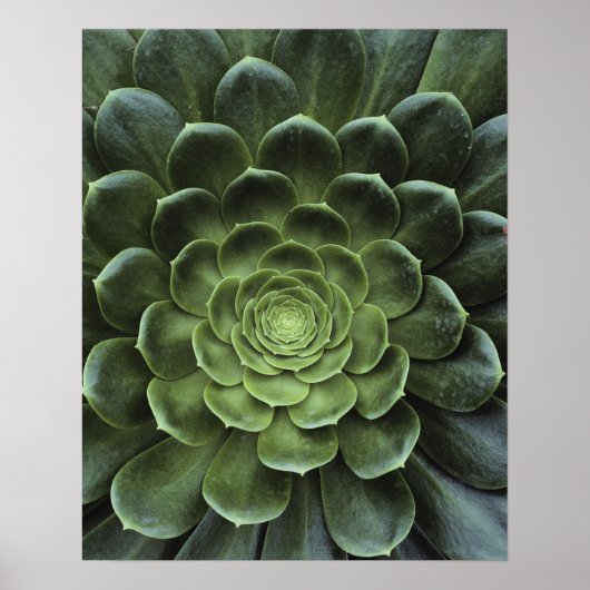 サボテンの中心 ポスター (正面)