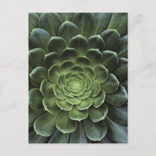 サボテンの中心 ポストカード (正面)