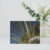 サボテンの仲間1号 ポストカード (スタンド正面)