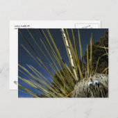 サボテンの仲間1号 ポストカード (正面/裏面)