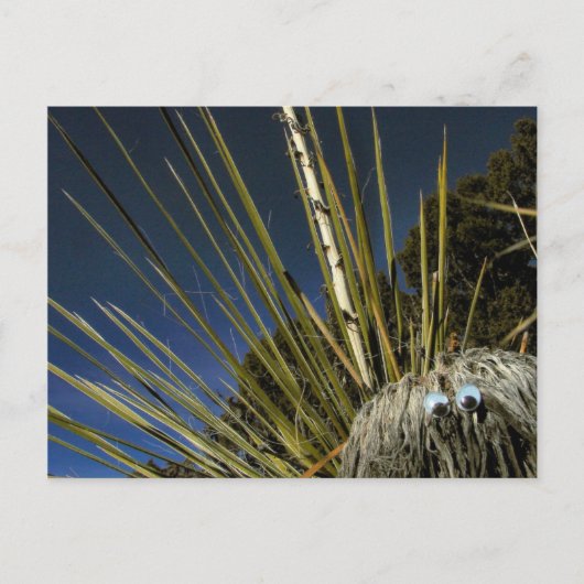 サボテンの仲間1号 ポストカード (正面)