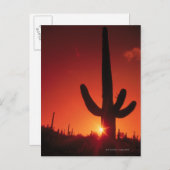 サボテンの夕暮れのシルエットさぐろナショナル ポストカード (正面/裏面)