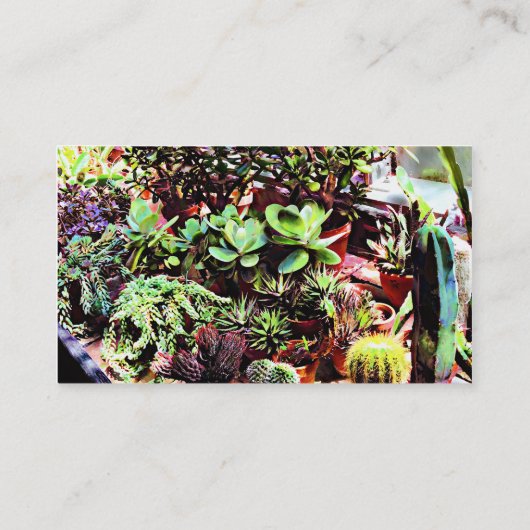 サボテンの多くの品種 名刺 (裏面)