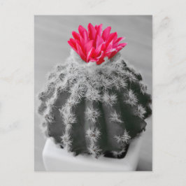 サボテンの植物白黒写真とピンクの花 ポストカード