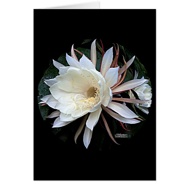 サボテンの着生の花 (正面)