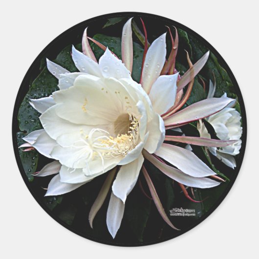 サボテンの着生の花 ラウンドシール (正面)