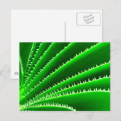 サボテンの緑の模様 ポストカード (正面/裏面)