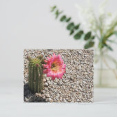 サボテンの花が咲く ポストカード (スタンド正面)