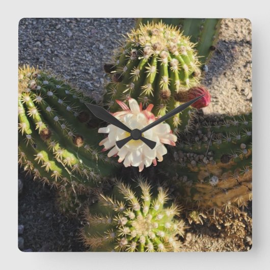 サボテンの花の写真 スクエア壁時計 (正面)