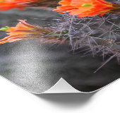 サボテンの花の色 フォトプリント            (角)