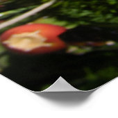 サボテンの花の開花（オレンジ） ポスター (角)