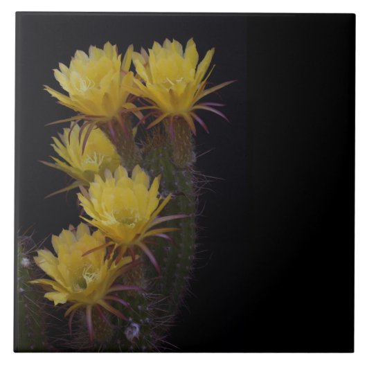 サボテンの花の5倍 タイル (正面)