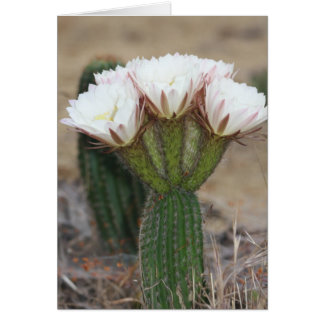 サボテンの花束