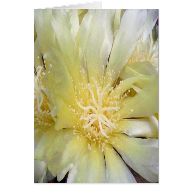 サボテンの花 (正面)