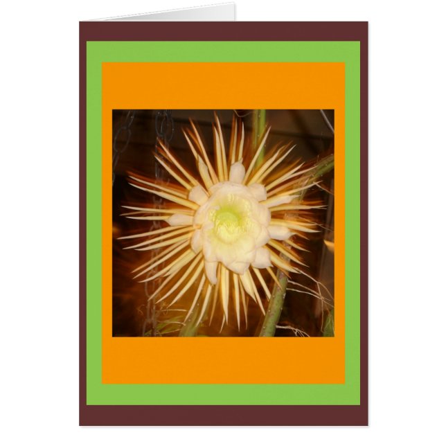 サボテンの花 (正面)