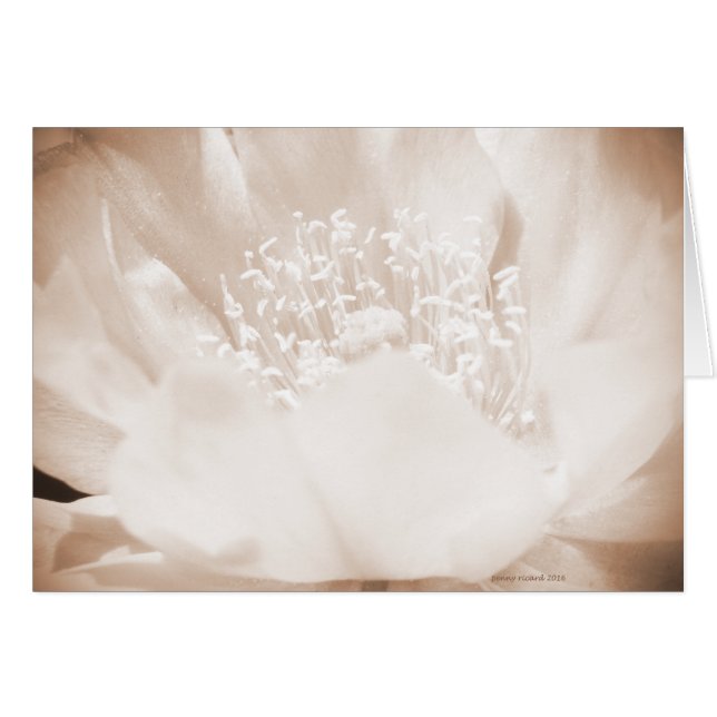 サボテンの花 (正面横)