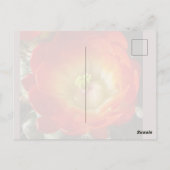 サボテンの花 はがき (裏面)