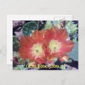 サボテンの花、セドナ、アリゾナ州 ポストカード (正面/裏面)