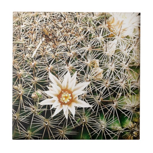 サボテンの花 タイル (正面)