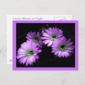 サボテンの花 ポストカード (正面/裏面)