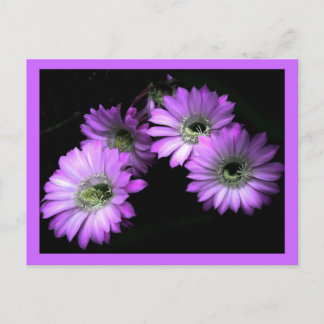 サボテンの花 ポストカード