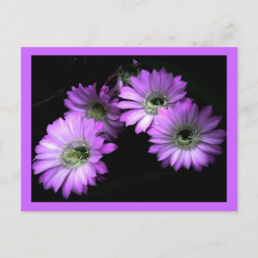 サボテンの花 ポストカード (正面)