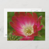 サボテンの花 ポストカード (正面/裏面)