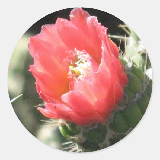 サボテンの花 ラウンドシール (正面)