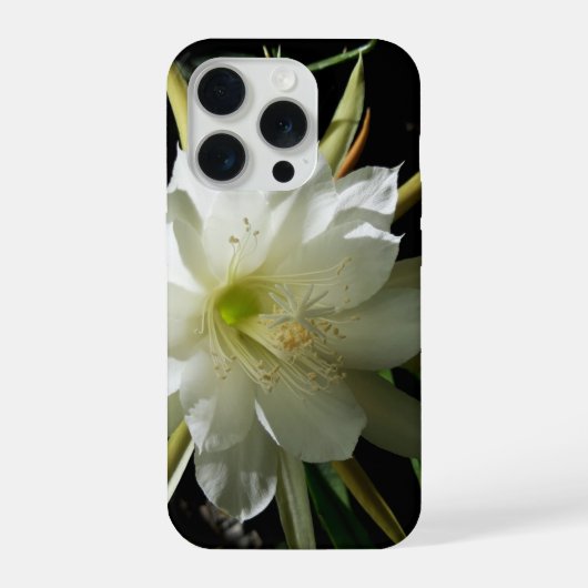 サボテンの花 iPhoneケース (裏面)