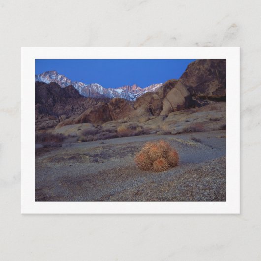 サボテンの見方 ポストカード (正面)