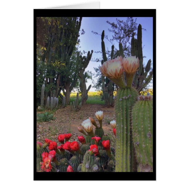 サボテンの開花 (正面)