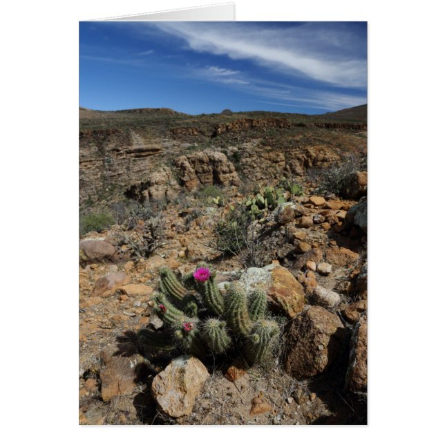 サボテンの開花 (正面)