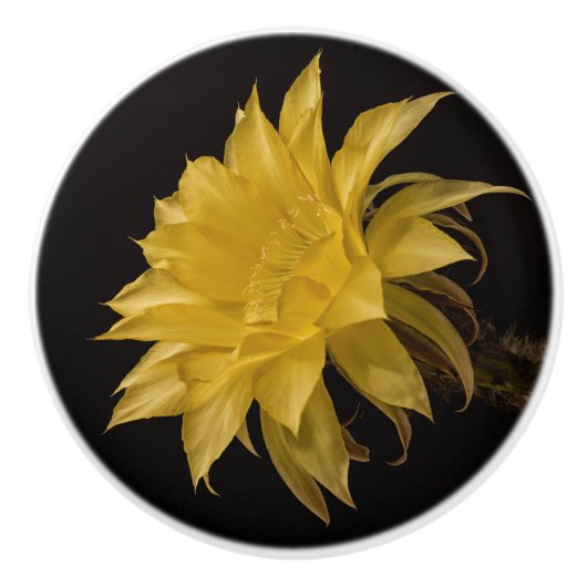 サボテンの黄色い花の開花 セラミックノブ (正面)