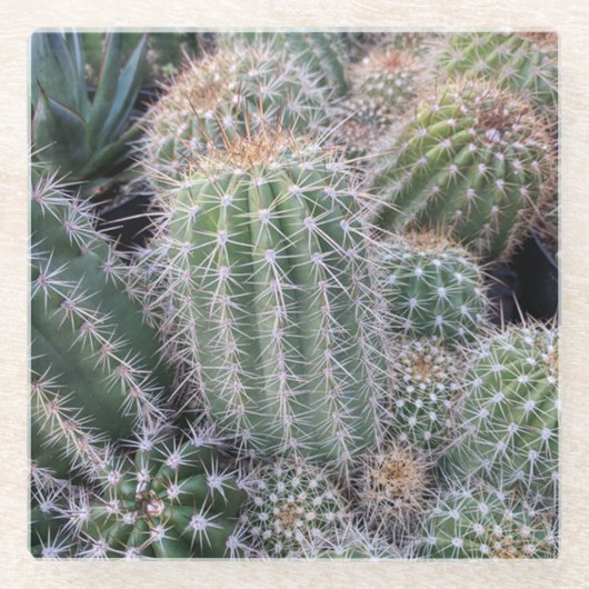 サボテンガラスコースター ガラスコースター (正面)