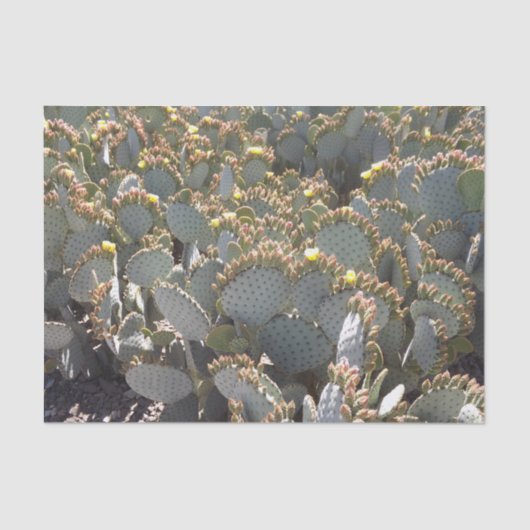 サボテンティッシュペーパー 薄葉紙 (正面)