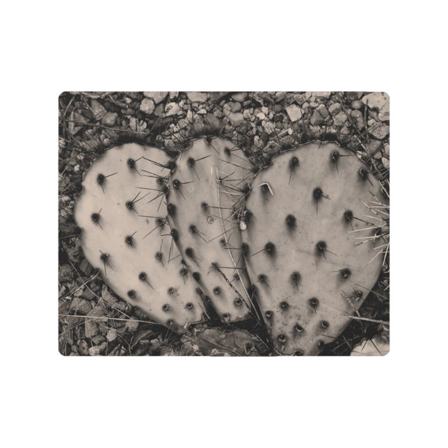 サボテンポートレートセピア写真 メタルプリント (正面)