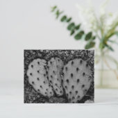 サボテンポートレートB/W写真 ポストカード (スタンド正面)