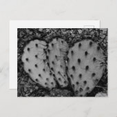 サボテンポートレートB/W写真 ポストカード (正面/裏面)