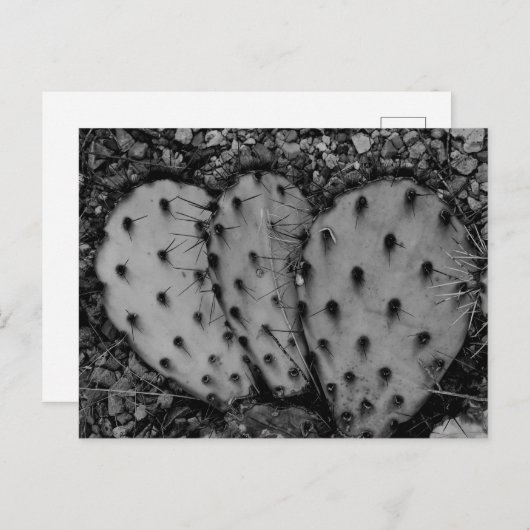 サボテンポートレートB/W写真 ポストカード (正面/裏面)