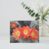 サボテン四重奏 ポストカード (スタンド正面)