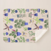 サボテン多肉植物 シェルパブランケット (正面(横))