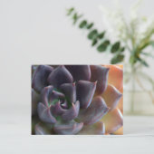 サボテン接写 ポストカード (スタンド正面)