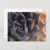 サボテン接写 ポストカード (正面/裏面)