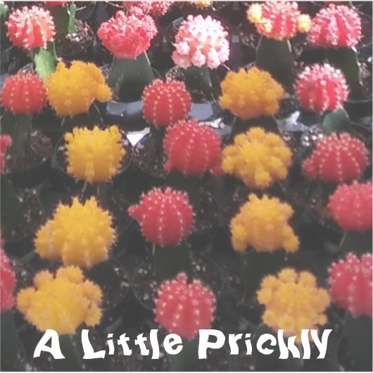 サボテン果実 シール (正面)