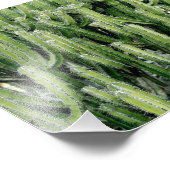 サボテン植物 フォトプリント            (角)